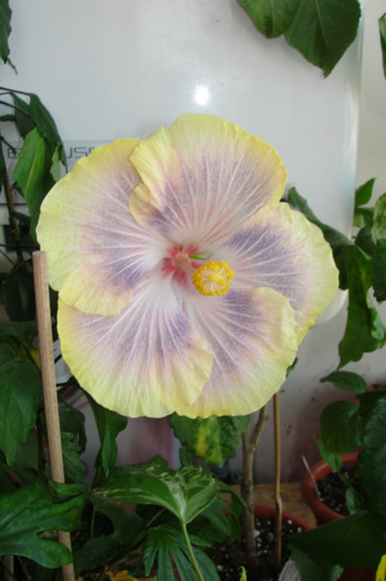 10.10.12 - B-hibiscus de la Gommer 2012