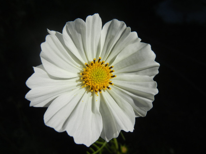 Cosmos bipinnatus White (2012, Oct.18) - Garden Cosmos White