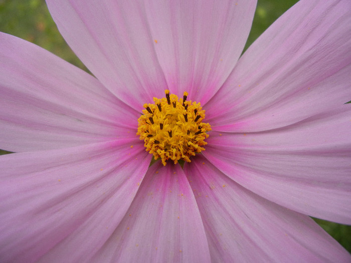 Cosmos bipinnatus Pink (2012, Sep.18)