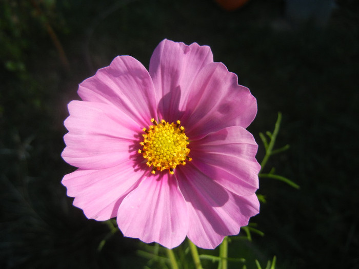 Cosmos bipinnatus Pink (2012, Sep.20)