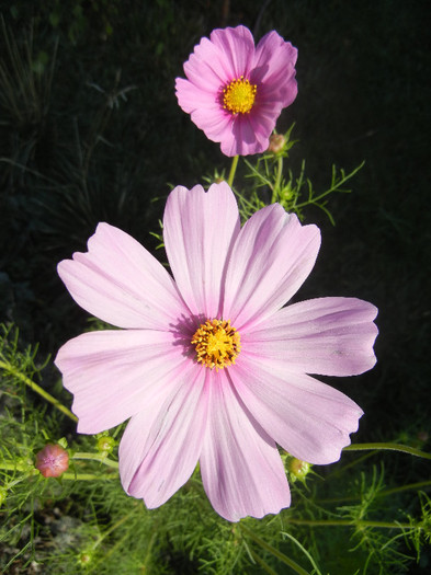 Pink Mexican Aster (2012, Sep.20)
