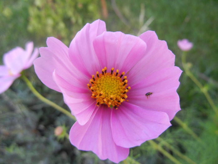 Pink Mexican Aster (2012, Sep.22)