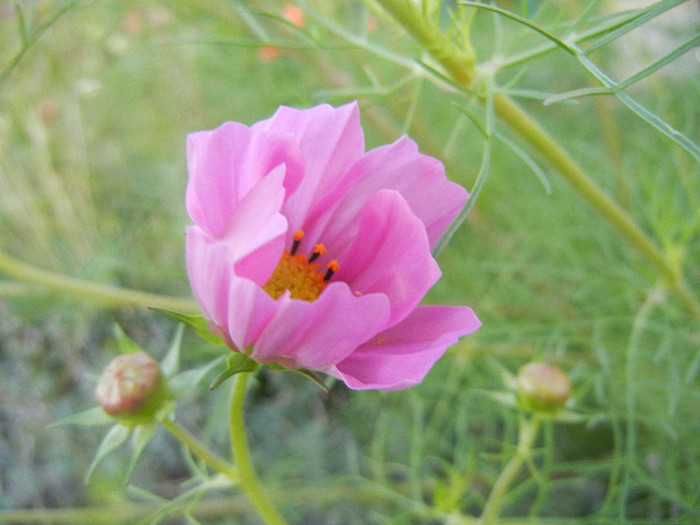 Pink Mexican Aster (2012, Sep.22) - Garden Cosmos Pink