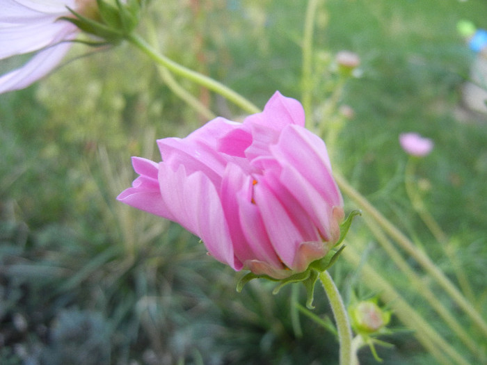 Pink Mexican Aster (2012, Sep.22) - Garden Cosmos Pink