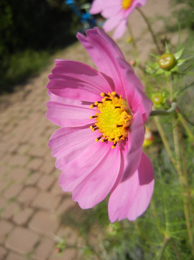 Pink Mexican Aster (2012, Sep.22)