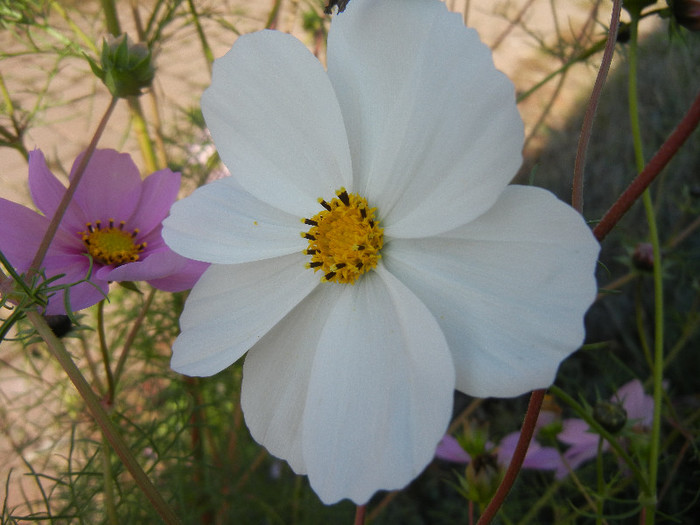 White Mexican Aster (2012, Oct.23) - Garden Cosmos White
