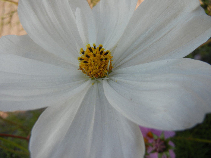 Cosmos bipinnatus White (2012, Oct.23) - Garden Cosmos White