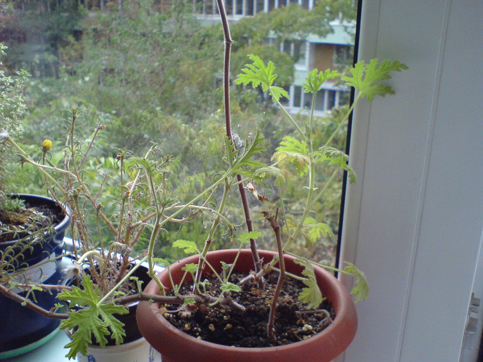 parfumata (Pelargonium graveolens); vara 2012
