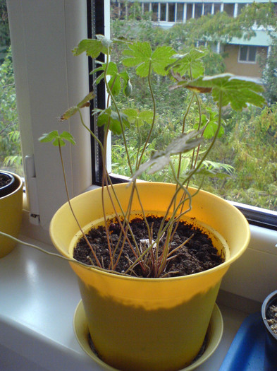 muscata Birch Double; vara 2012 Geranium Himalayense &#039;Plenum&#039; Culoarea liliachie este accentuata de o nuanta roz-violet
