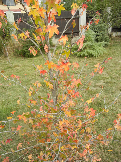 Fall Colors on Liquidambar (2012, Oct.21) - 03 AUTUMN Colors_Toamna