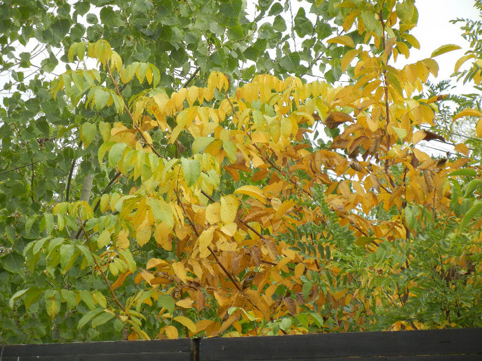 Autumn Colors (2012, October 21)
