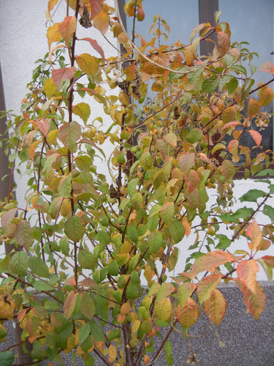 Fall Colors on Prunus triloba (`12, Oct.24)