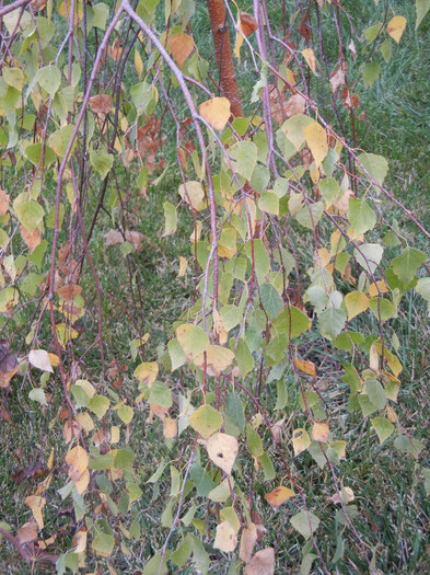 Fall Colors on Betula Youngii (`12, Oct.24)