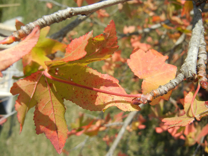 Autumn Colors (2012, October 26)