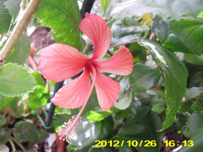surinam - hibiscus