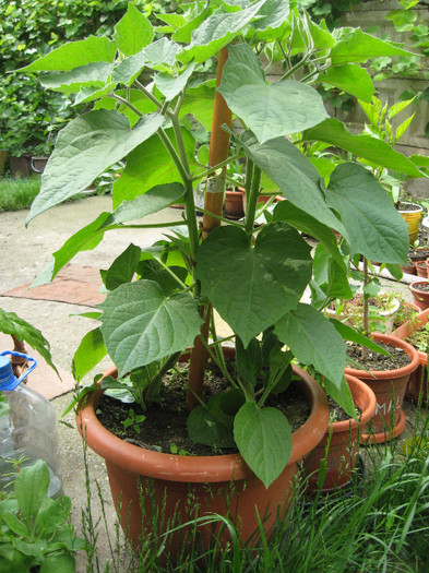 PHYSALIS PERUVIANA....