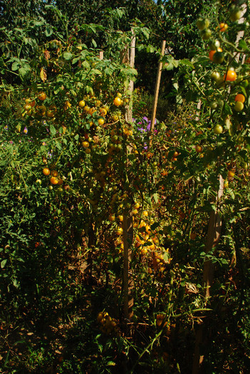 DSC_9835; "Cirese"de culoare galben pal,foarte gustoase si productive;fotografie facuta in Septembrie si planta inca avea mai multe fructe decat frunze.
