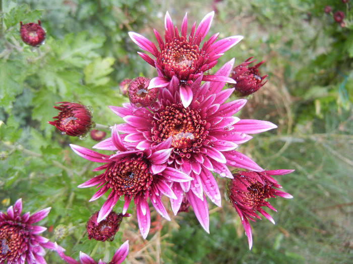 Purple & White Chrysanth (2012, Oct.27) - Purple White Chrysanthemum