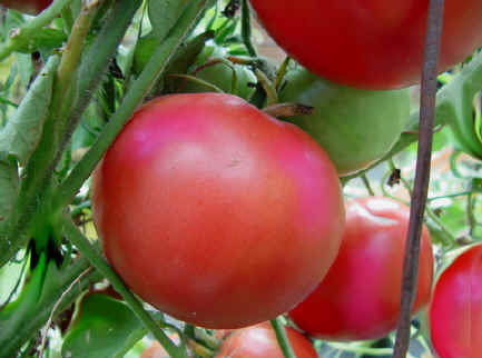 Beefsteak Pink; Caspian Pink este un soi de Beefsteak roz.INCREDIBIL de GUSTOASE si RODITOARE.
