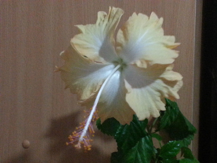 20121028_100835 - hibiscus