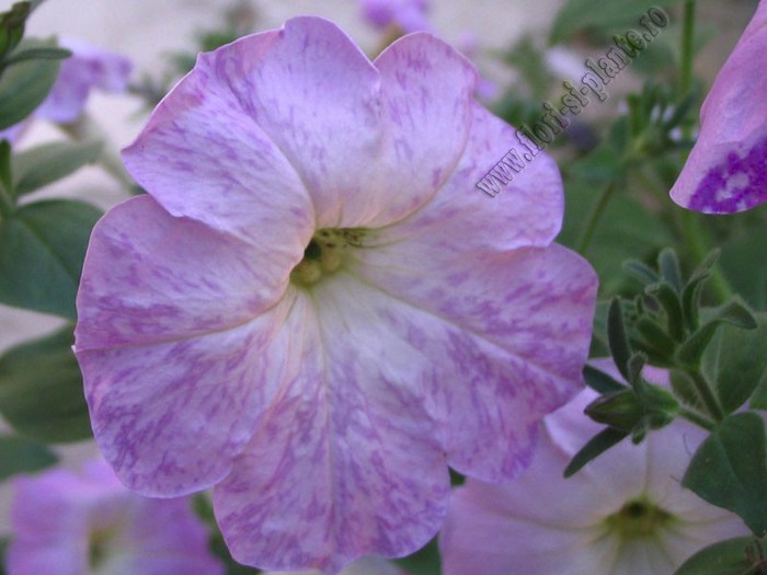 Petunia hibrid 1