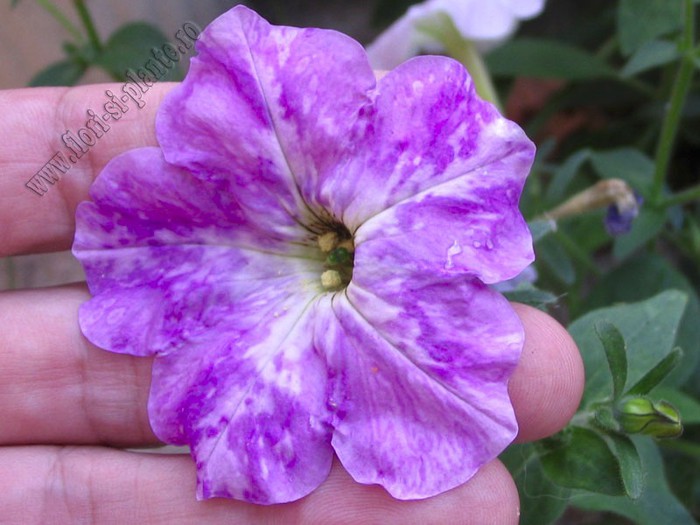 Petunia hibrid 4 - Petunia