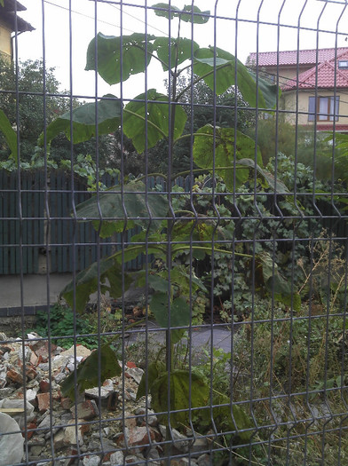 2012-10-28 16.12.04; Puieti Paulownia...
