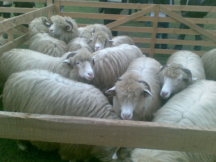 28102012(003) - expo ovine Viisoara-Bistrita