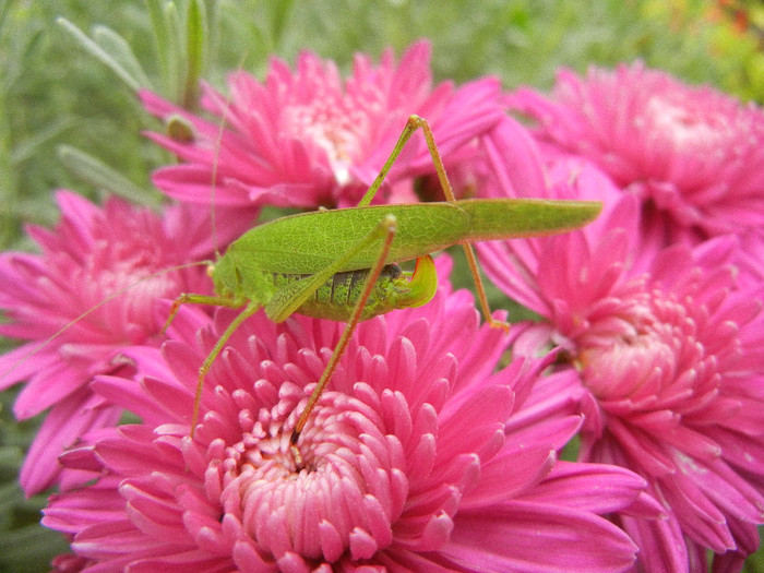 Green grasshopper, 27oct2012