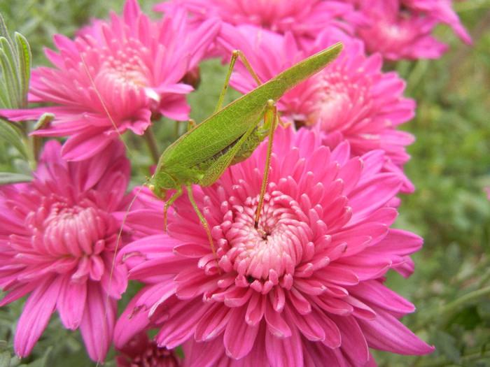 Green grasshopper, 27oct2012