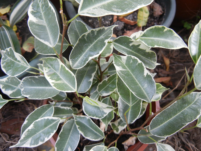 Ficus benjamina Variegata (2012, Oct.21)