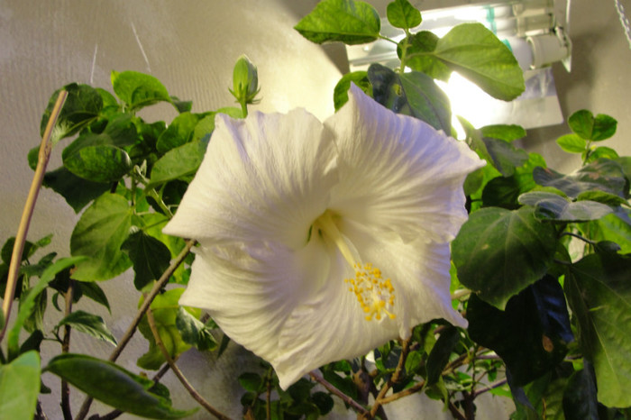 23.10.12 - B-hibiscus de la Gommer 2012