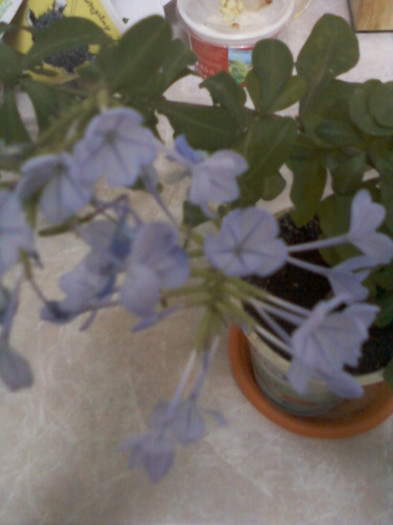 plumbago bleu (auriculata)