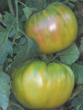 Aunt Ruby German Green; am adaugat inca o poza pentru acest soi de tomata pentru a evita orice confuzie cu alte soiuri de tomate verzi.
