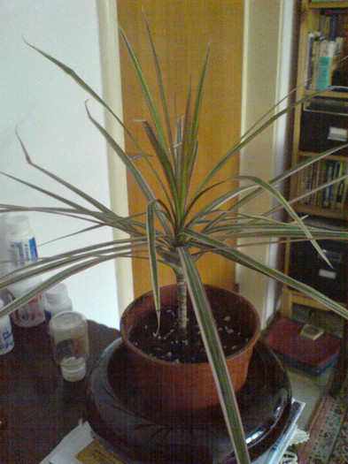 Dracena marginata tricolora; oct 2012
