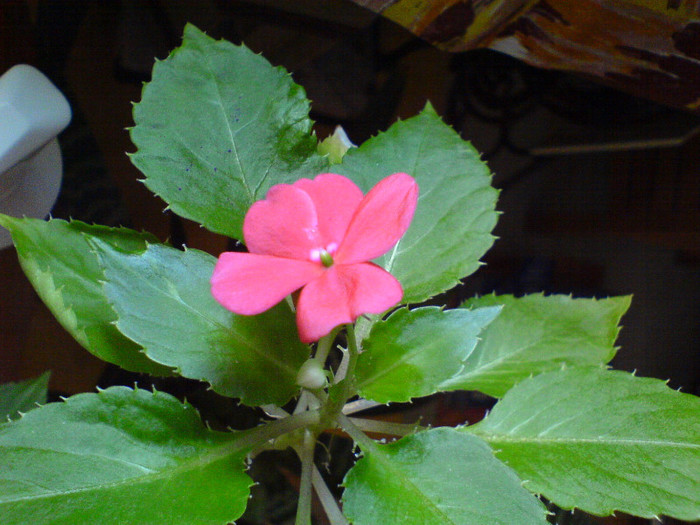 Lisa harnica (Impatiens); sfarsit de sept 2012 trezita dupa adapare
