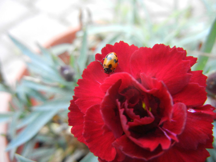 Ladybug on Dianthus (2012, Nov.03)