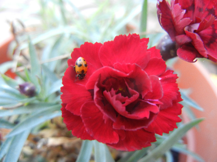 Ladybug on Dianthus (2012, Nov.03) - Ladybug Red