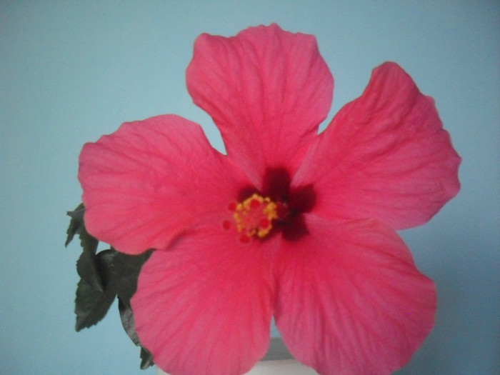 SDC19327 - HIBISCUS 2012