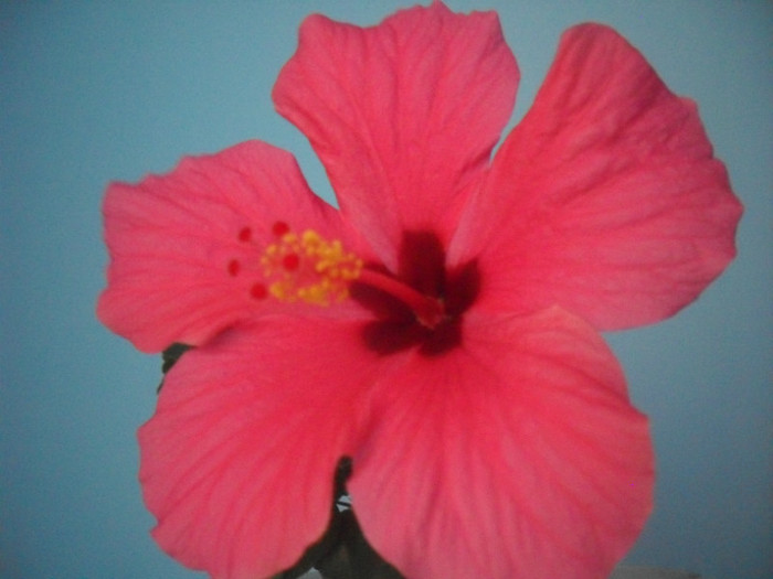 SDC19332 - HIBISCUS 2012