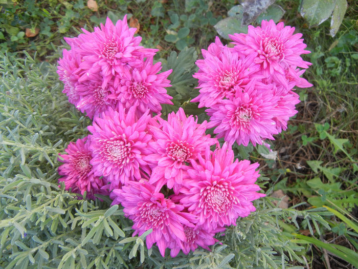 Pink Chrysanthemum (2012, Nov.03)