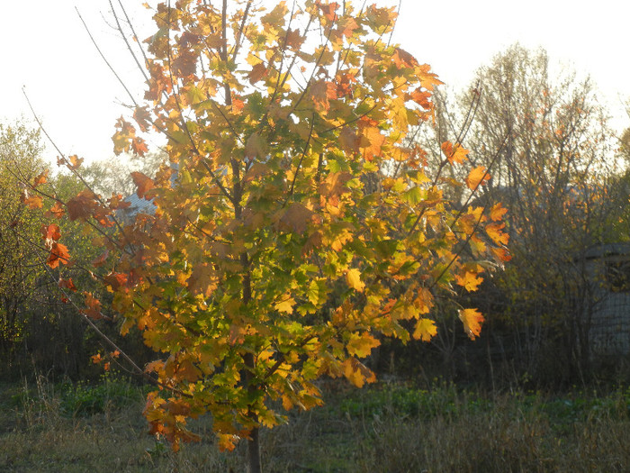 Autumn Colors (2012, November 07) - 03 AUTUMN Colors_Toamna