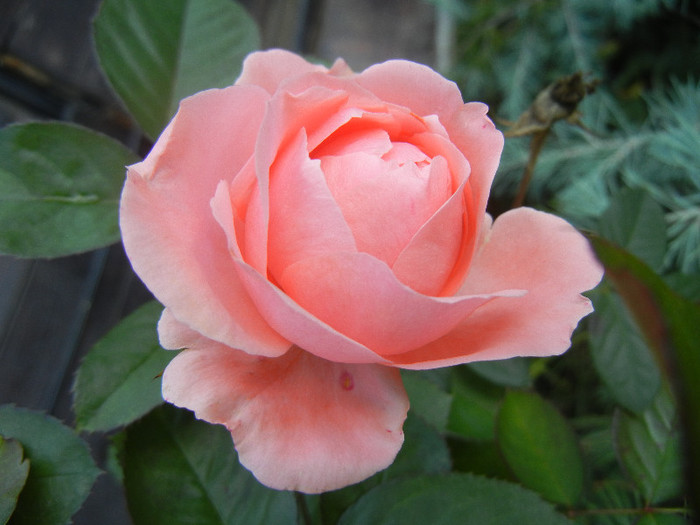 Rose Pleasure (2012, November 07)