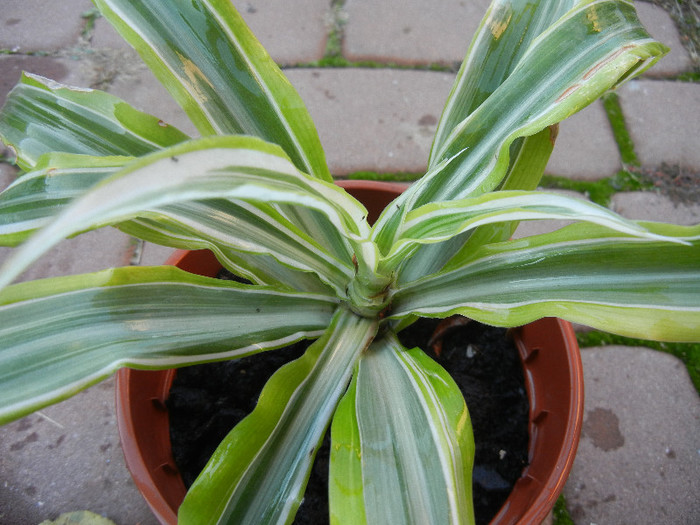 Dracaena Lemon Lime (2012, Nov.04)