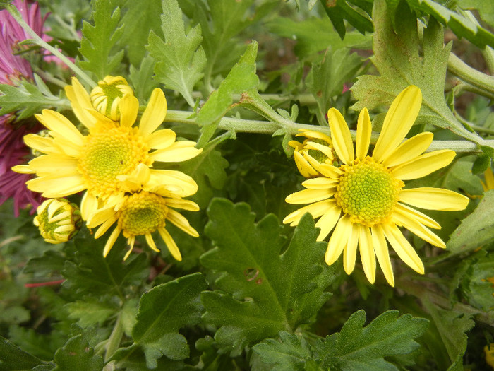 Yellow Chrysanthemum (2012, Nov.09)