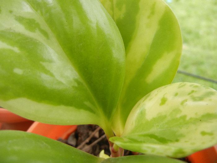 Baby Rubber Plant (2012, Nov.09) - Peperomia obtusifolia Var