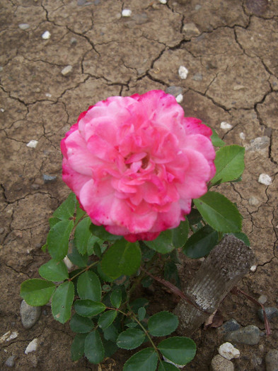 din butas, primul an, unica floare pentru 2012
