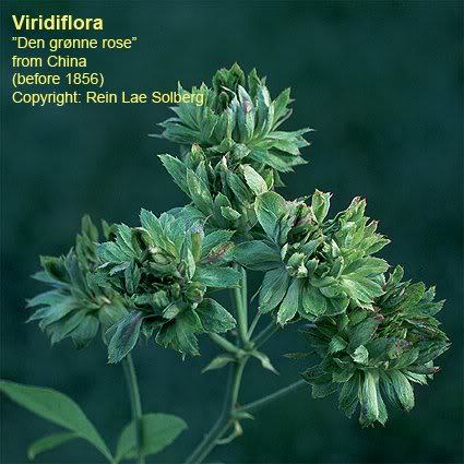 Viridiflora - before 1856; Discovered by John Smith (United States, circa 1827).
Introduced in France by Guillot/Roseraies Pierre Guillot in 1855 as 'Rosa viridiflora'.
China / Bengale, Hybrid China.  
Green.  None / no fragran
