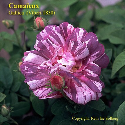 Camaieux - 1826; Bred by Gendron (France, 1826).
Gallica / Provins.  
Violet-red, white stripes.  Mild, spice fragrance.  Average diameter 3".  Medium to large, very double, button-eye, flat bloom form.  Once-blooming
