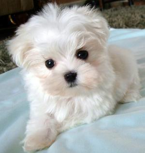 bichonmaltese